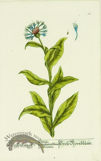 Blackwell German 041